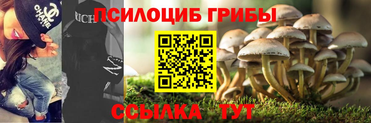 купить наркоту  Вход с VPN  Гатчина  Псилоцибиновые грибы мицелий 